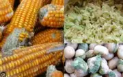 Ung thư không nên ăn gì? Thực phẩm cần tránh và lưu ý dinh dưỡng