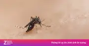Vì sao bạn bị muỗi đốt nhiều hơn người khác? Sự thật bất ngờ