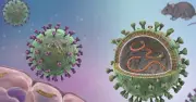 Vi rút Hantavirus dễ nhầm với cúm, có thể chuyển nặng nhanh