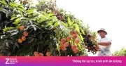Vải đầu vụ giá cao lên đến 70.000 đồng/kg do sản lượng giảm mạnh