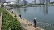 Video cá chết hàng loạt tại hồ điều hòa ở Cầu Giấy gây ô nhiễm môi trường nghiêm trọng