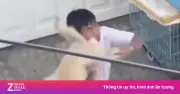 Video clip shipper ở TP.HCM bị đánh vì không cắt lông chó gây phẫn nộ
