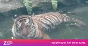 Video hổ mi với thân hình tròn trịa ở Thảo Cầm Viên gây sốt