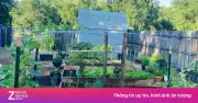 Video miệt vườn miền Tây của gia đình ở Mỹ gây sốt