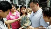 Viên đá có hoa văn lạ trên bãi biển được chuyên gia định giá hơn 500 tỷ đồng
