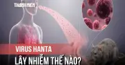 Virus Hanta nguy hiểm: Tỷ lệ tử vong lên đến 50%, cách phòng tránh