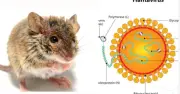 Virus Hanta nguy hiểm thế nào? Triệu chứng và cách phòng tránh