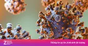 Virus Hanta trên tàu du lịch khiến 3 người tử vong, Bộ Y tế khuyến cáo phòng bệnh