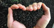 Việt Nam bán 95-100 tấn hạt tiêu mỗi năm, Mỹ mua nhiều nhất và trả giá cao