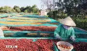 Việt Nam chủ động thâm nhập sâu vào phân khúc cà phê chất lượng cao tại Đức