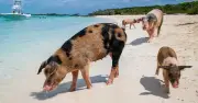 Việt Nam lọt top điểm đến 'bỗng dưng nổi tiếng' do báo Úc bình chọn
