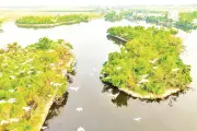 Vườn cò An Dương: 'Lá chắn cộng đồng' bảo vệ thiên nhiên