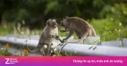 Vườn quốc gia Côn Đảo khuyến cáo du khách không cho khỉ ăn