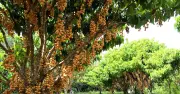 Vườn trái cây sai trĩu từ gốc đến ngọn của cô chủ Cần Thơ hút khách