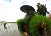Vòng đời của hạt lúa tại Đồng bằng sông Cửu Long