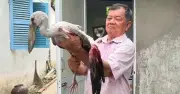Vĩnh Long chỉ đạo kiểm tra vườn chim Hai Chìa bị xâm hại