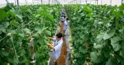 Vĩnh Long quy hoạch trở thành trung tâm năng lượng xanh của ĐBSCL