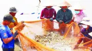 Vĩnh Long đẩy mạnh nghiên cứu giống cây trồng chất lượng cao và nhân rộng mô hình lúa phát thải thấp