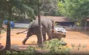 Voi đực hung dữ tấn công xe hơi tại đền Kerala, Ấn Độ