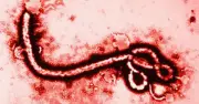WHO ban bố tình trạng khẩn cấp toàn cầu vì dịch Ebola tại Congo và Uganda