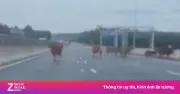 Xử lý đàn bò xâm nhập cao tốc Vạn Ninh - Cam Lộ, đảm bảo an toàn giao thông