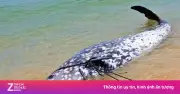 Xác cá voi mõm khoằm Cuvier dài 4 mét dạt vào bờ biển Gia Lai