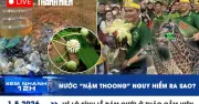 Xem nhanh 12h: Nước nấm thông nguy hiểm ra sao? Hé lộ sinh lễ đám cưới ở Thảo Cầm Viên