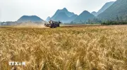 Xung đột Trung Đông: Iran tự chủ 85% nhu cầu lương thực, giảm tác động kinh tế
