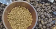 Xuất khẩu cà phê Việt Nam giảm kim ngạch dù sản lượng tăng 9,4%