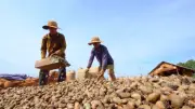 Xuất khẩu điều Việt Nam 4 tháng đầu năm 2026 đạt gần 1,5 tỷ USD