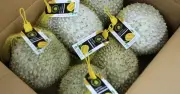 Xuất khẩu sầu riêng Việt Nam tăng mạnh, Hàn Quốc dẫn đầu tốc độ tăng trưởng