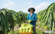 Xuất khẩu thanh long: Thách thức và cơ hội trong kỷ nguyên mới