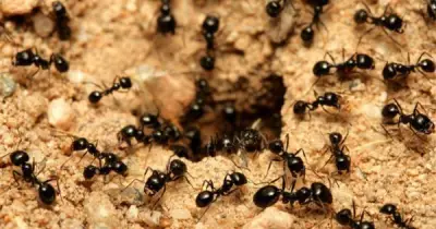 5 nguyên liệu bếp đuổi kiến mùa hè không cần hóa chất