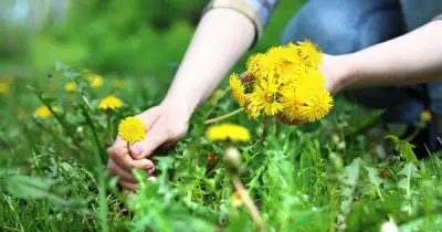 Bồ công anh có thể tiêu diệt tế bào ung thư đại trực tràng trong phòng thí nghiệm
