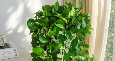Bí quyết tưới nước hiệu quả cho cây trầu bà mùa hè