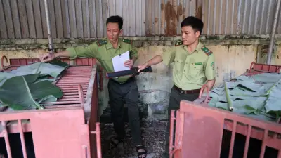 Ba cá thể gấu ngựa được cứu hộ thành công về Bạch Mã