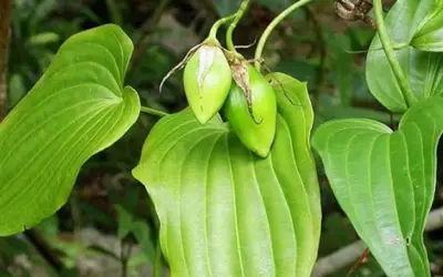 Bách bộ: Vị thuốc nam quý bổ phổi, giảm ho và diệt ký sinh trùng