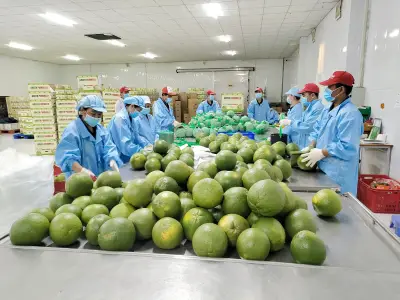 Bưởi da xanh Vĩnh Long chinh phục thị trường Australia và Trung Quốc