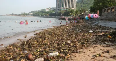 Bãi tắm Vũng Tàu bị phủ kín bởi lục bình, người dân vẫn vô tư tắm