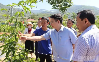 Bình Định hỗ trợ lãi suất và chi phí cho doanh nghiệp nông nghiệp