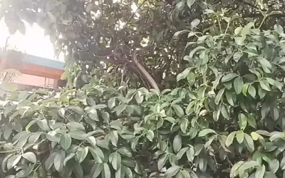 Bắt rắn hổ mang chúa dài 3,2 mét trèo cây măng cụt ở Thái Lan