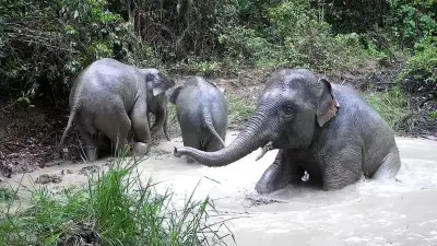 Bẫy ảnh ghi lại cảnh 4 voi con tắm bùn tại rừng Mã Đà Đồng Nai