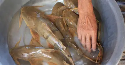 Cá ké đặc sản tiến vua giá 650.000 đồng/kg vẫn cháy hàng