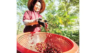 Cà phê Hướng Phùng hướng đến sản xuất đặc sản, chất lượng cao