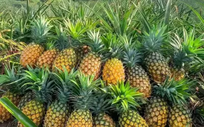 Đặc sản dứa Tây Bắc ngọt như mật, giá đắt gấp đôi dứa thường vẫn cháy hàng