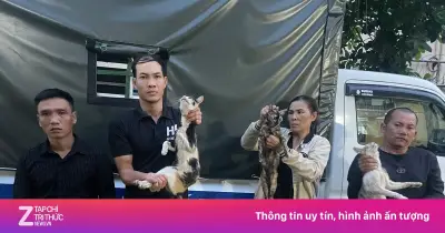 Công an TP.HCM triệt phá đường dây trộm mèo liên tỉnh, giải cứu hơn 500 con