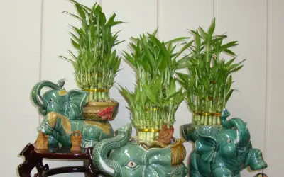 Cây cảnh phòng thờ: 5 loại cây đại cát đại lợi