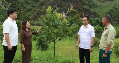 Cây mắc ca phủ xanh Điện Biên: Hơn 10.000ha, kỳ vọng 90.000ha vào 2030