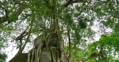 Cây sanh di sản nghìn tuổi ôm đá tạo thế mai xòe con gà độc đáo