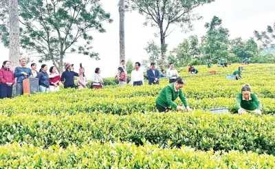 Dự án chè hữu cơ Thái Nguyên: Nâng cao giá trị, thu hút du lịch